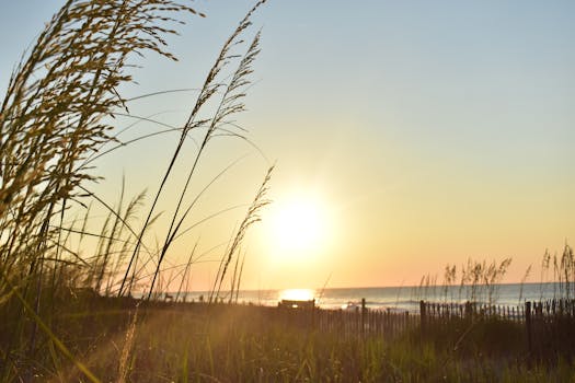 Golden sunrise over sand dunes at Myrtle Beach with sea oats gently swaying.