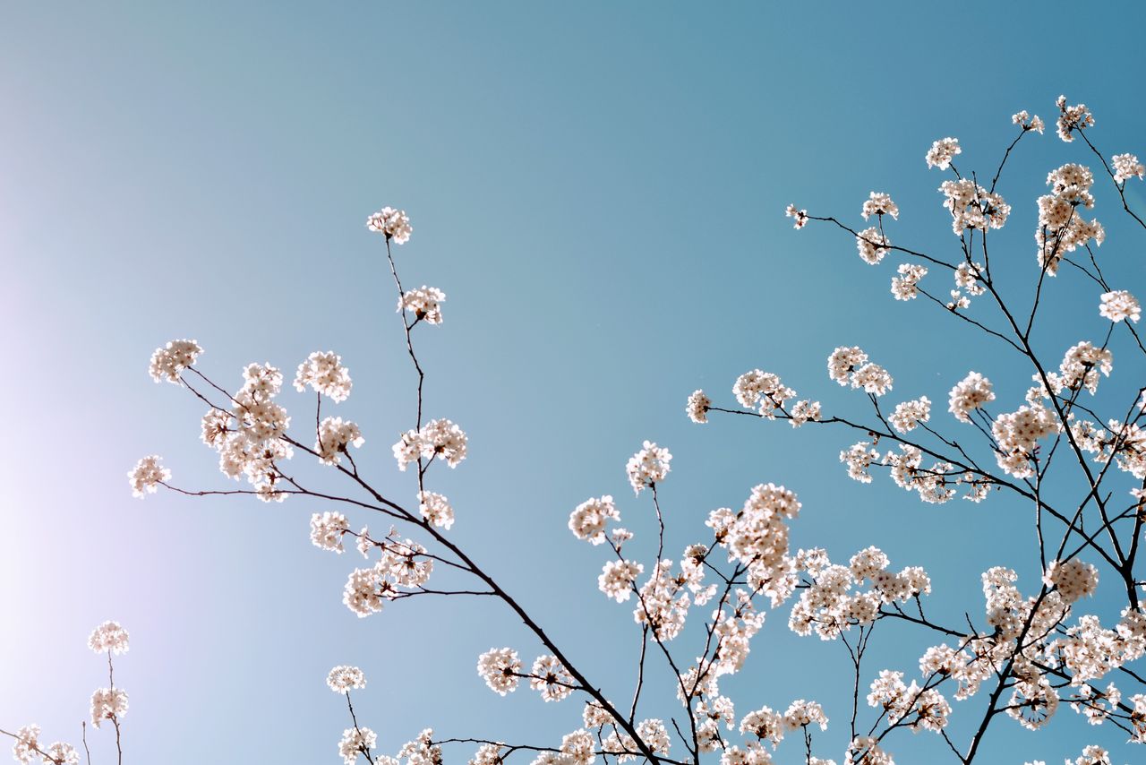 beautiful cherry blossoms on a tree branch with a bright blue sky back