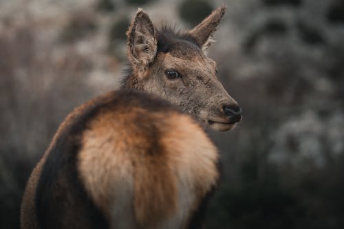 Ingyenes stockfotó állatfotók, cervidae, közelkép témában