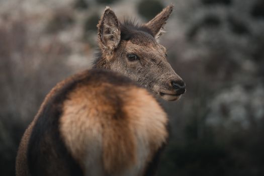 Intimate close-up of a deer in its natural environment, capturing its essence and detail.