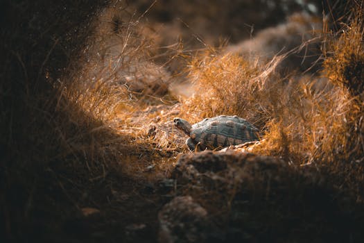 A turtle leisurely exploring its natural habitat, surrounded by dry foliage and rocks, showcasing wilderness beauty.