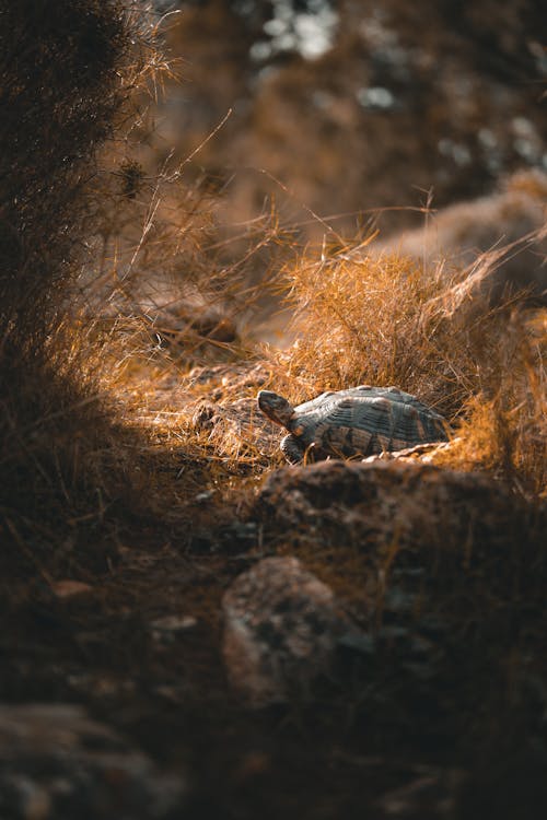 Photograph of a Tortoise Near Dry Grass