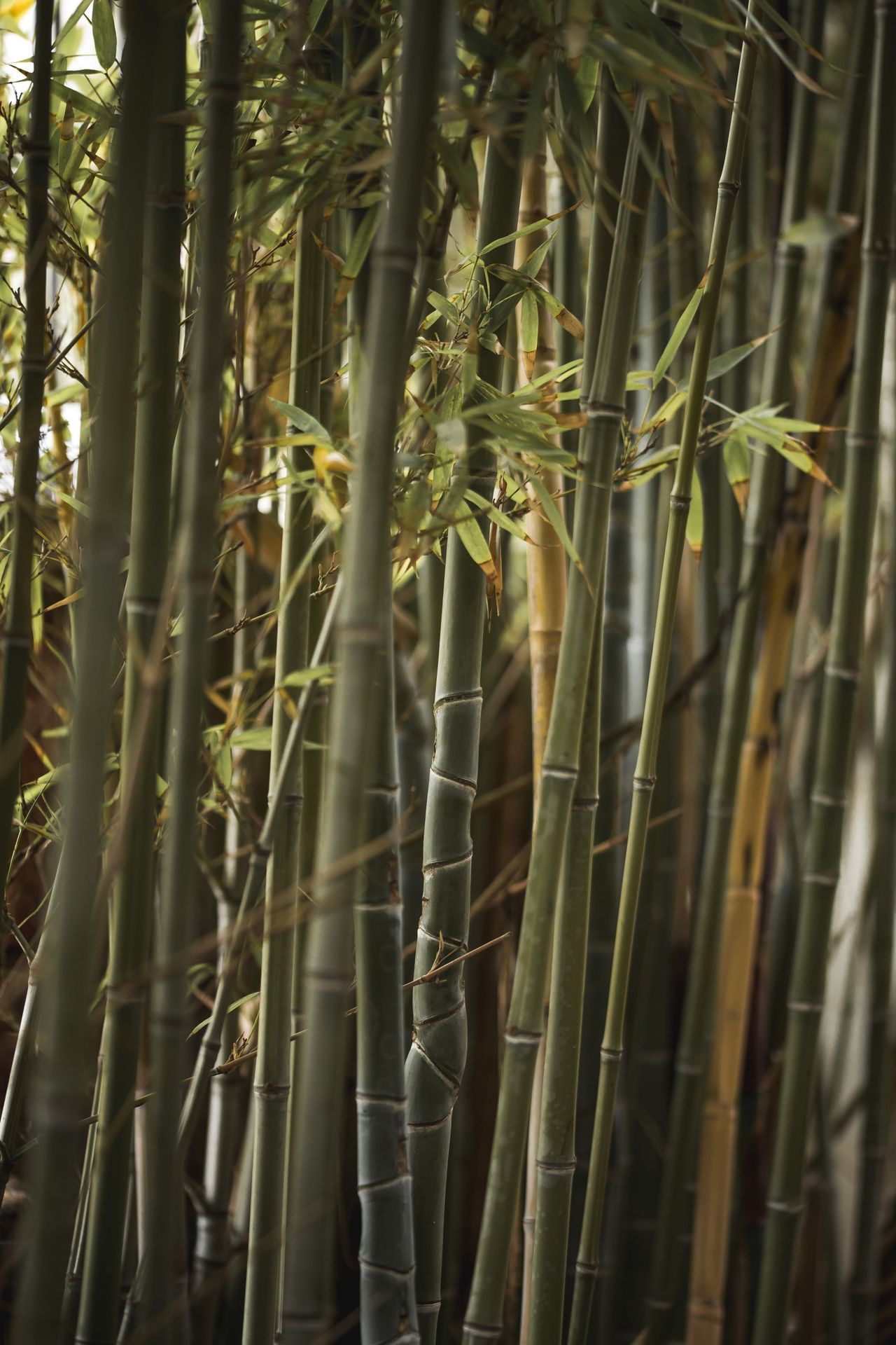 bamboo