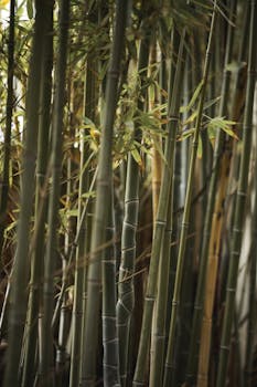 Vertical shot of lush bamboo stalks in a serene outdoor environment.