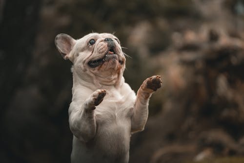 Kostenlos Kostenloses Stock Foto zu französische bulldogge, hund, hündisch Stock-Foto