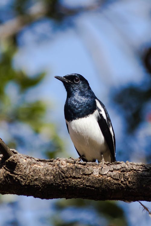 Blue and White Bird on Brown Tree Branch