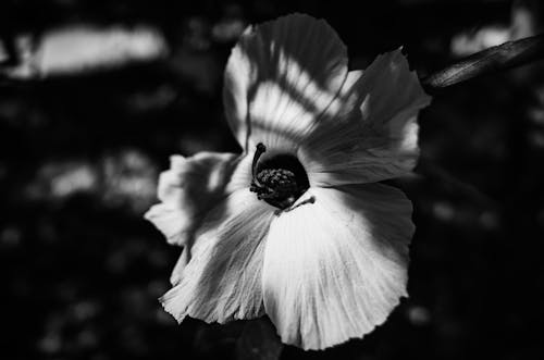 Free Black and White Photo of a Flower Stock Photo