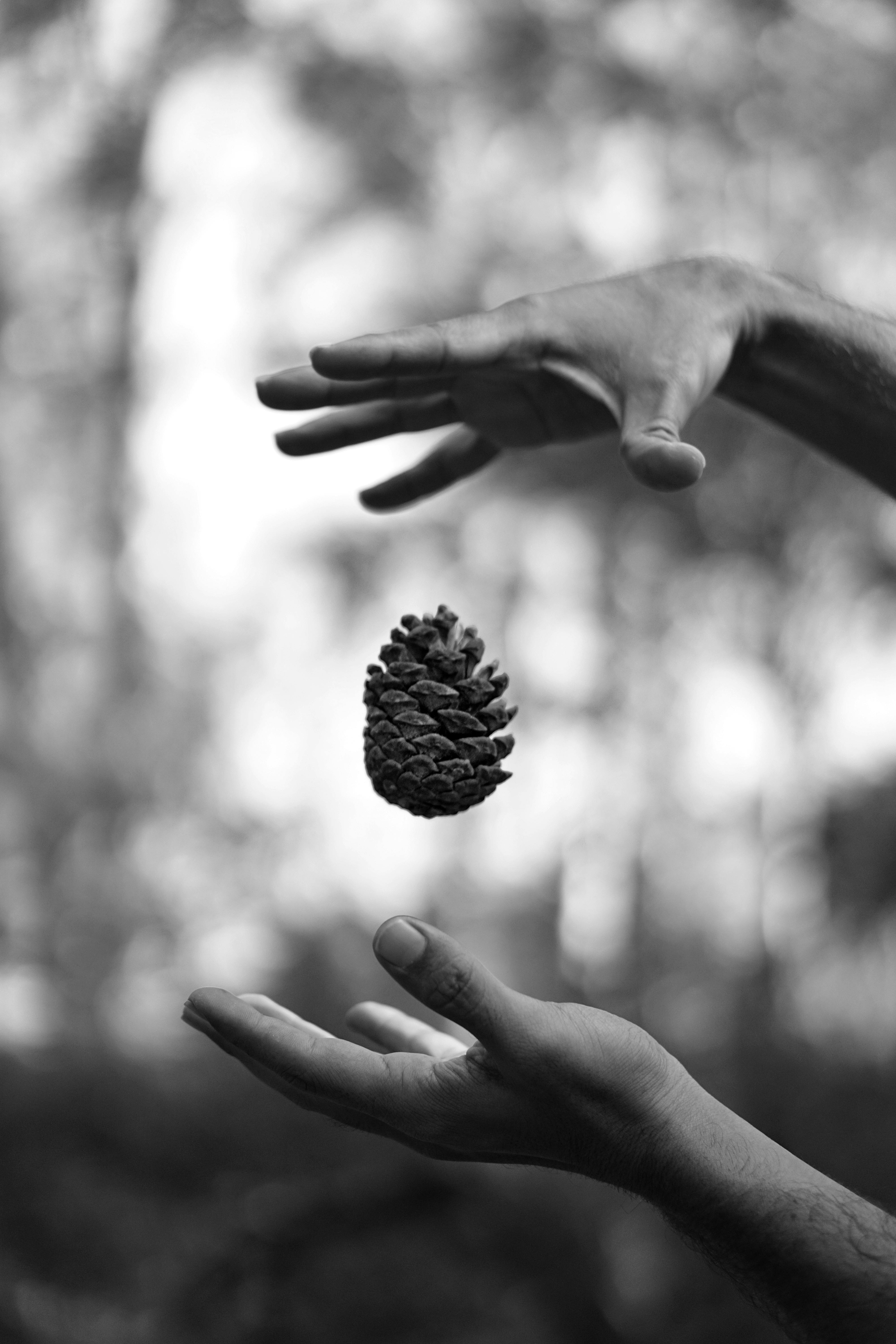 Black and white image capturing a pine cone suspended between hands outdoors.