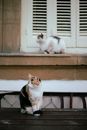 Photo of a Calico Cat on a Wooden Surface