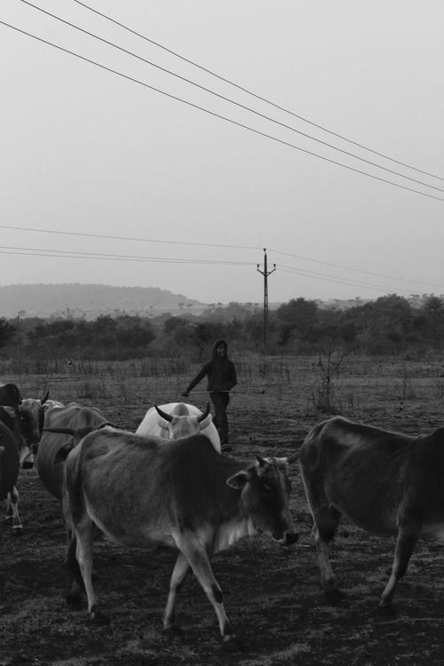 Free Black and white image of a farmer herding cattle in a vast rural field. Stock Photo