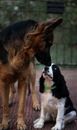 Black and Brown Short Coated Dogs