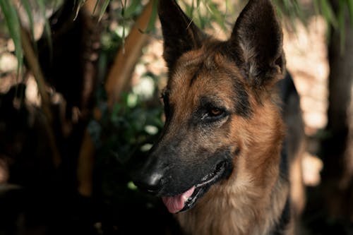 Close-up of a Brown and Black German Shepherd