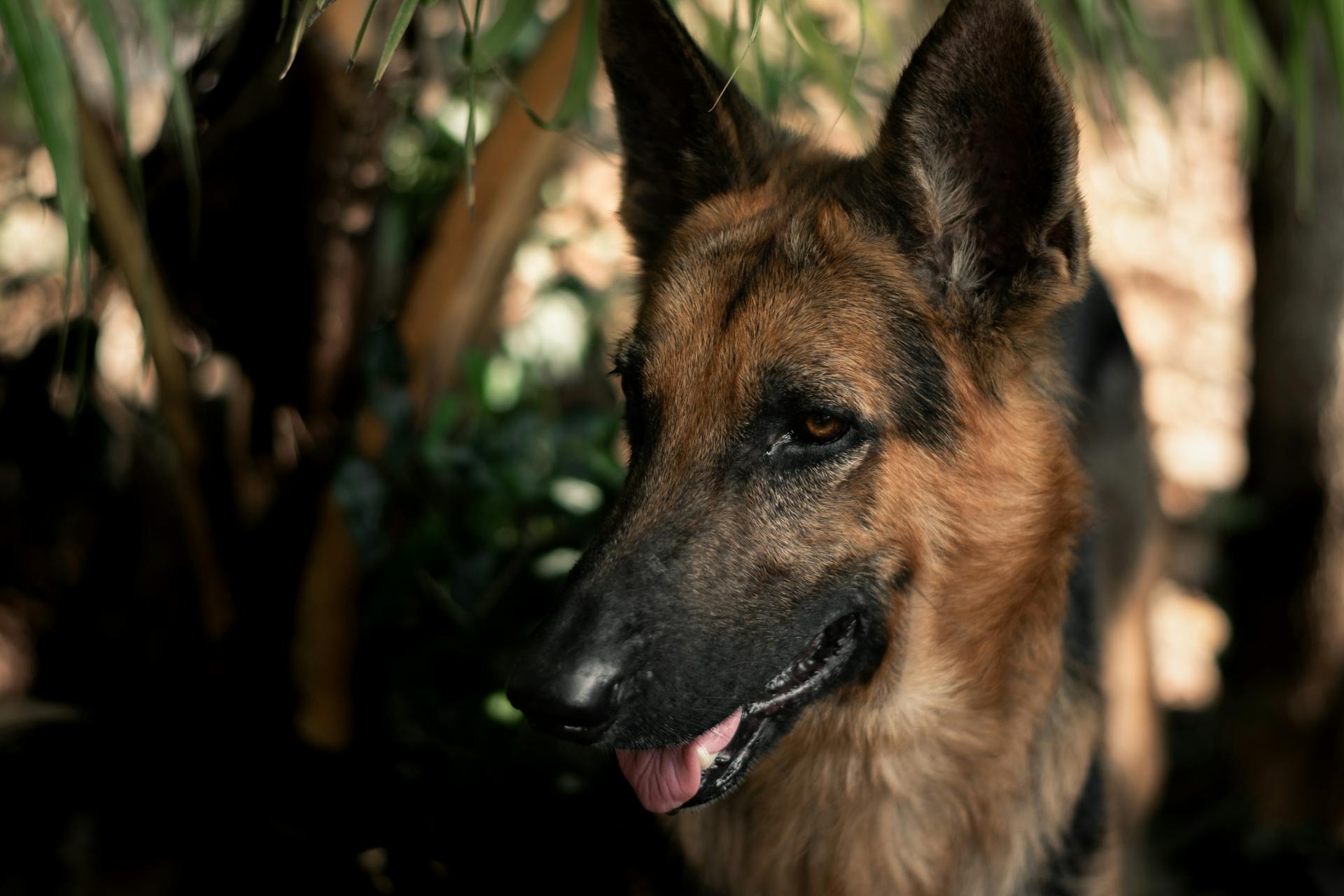 Närbild av en brun och svart schäferhund