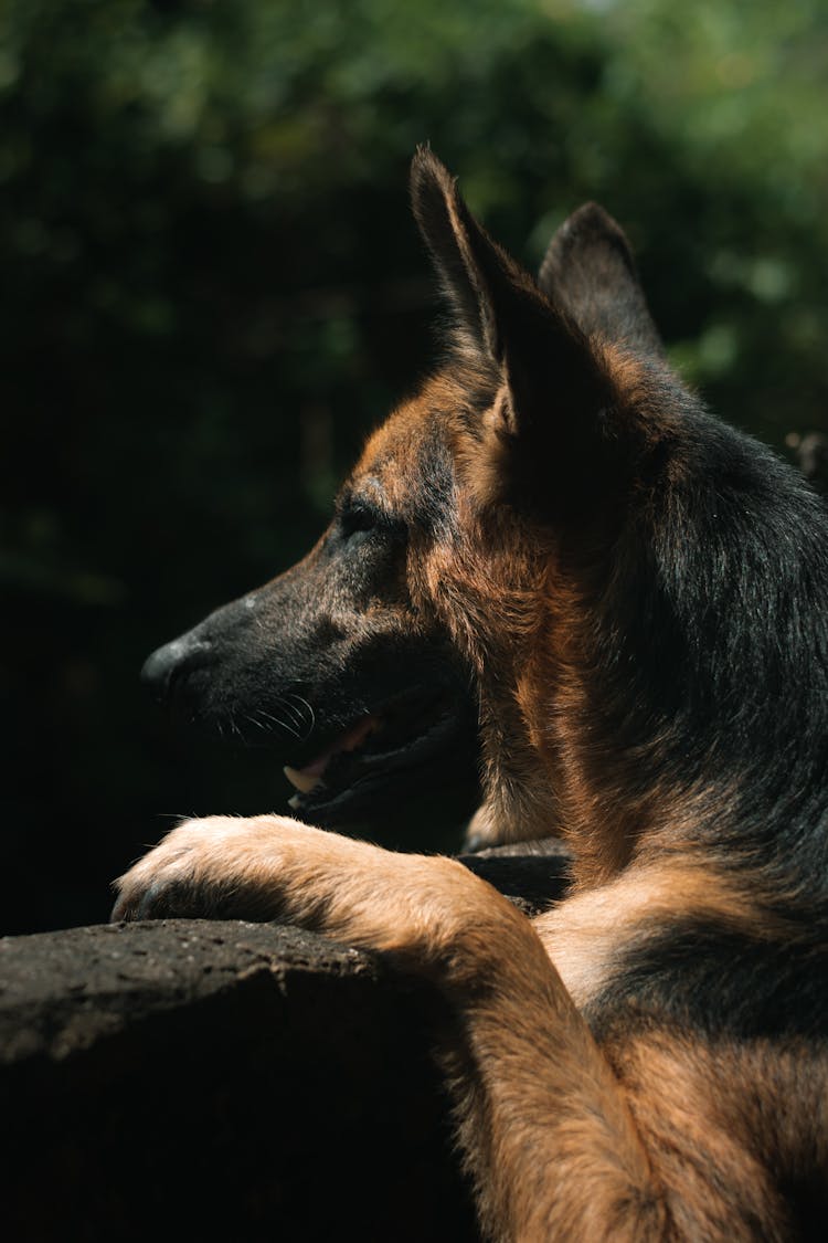 German Shepherd Dog Looking Over The Concrete Fence 