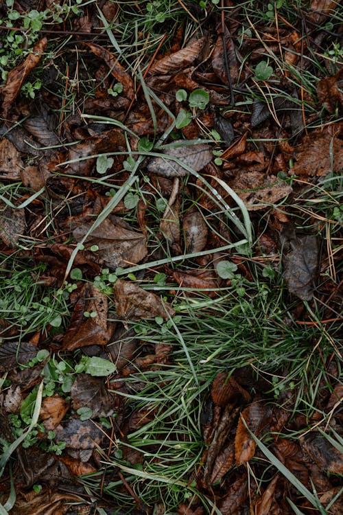 간, 마른 나뭇잎, 수직 쐈어의 무료 스톡 사진