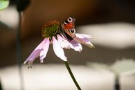 Brown and Black Butterfly on Purple Flower