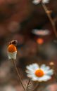 Free stock photo of beautiful flower, beautiful flowers, beautiful nature