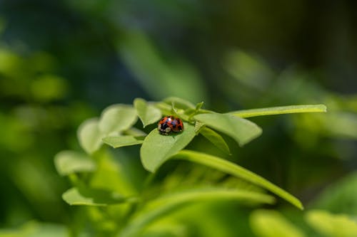Red and Black Ladybug on Green Leaves