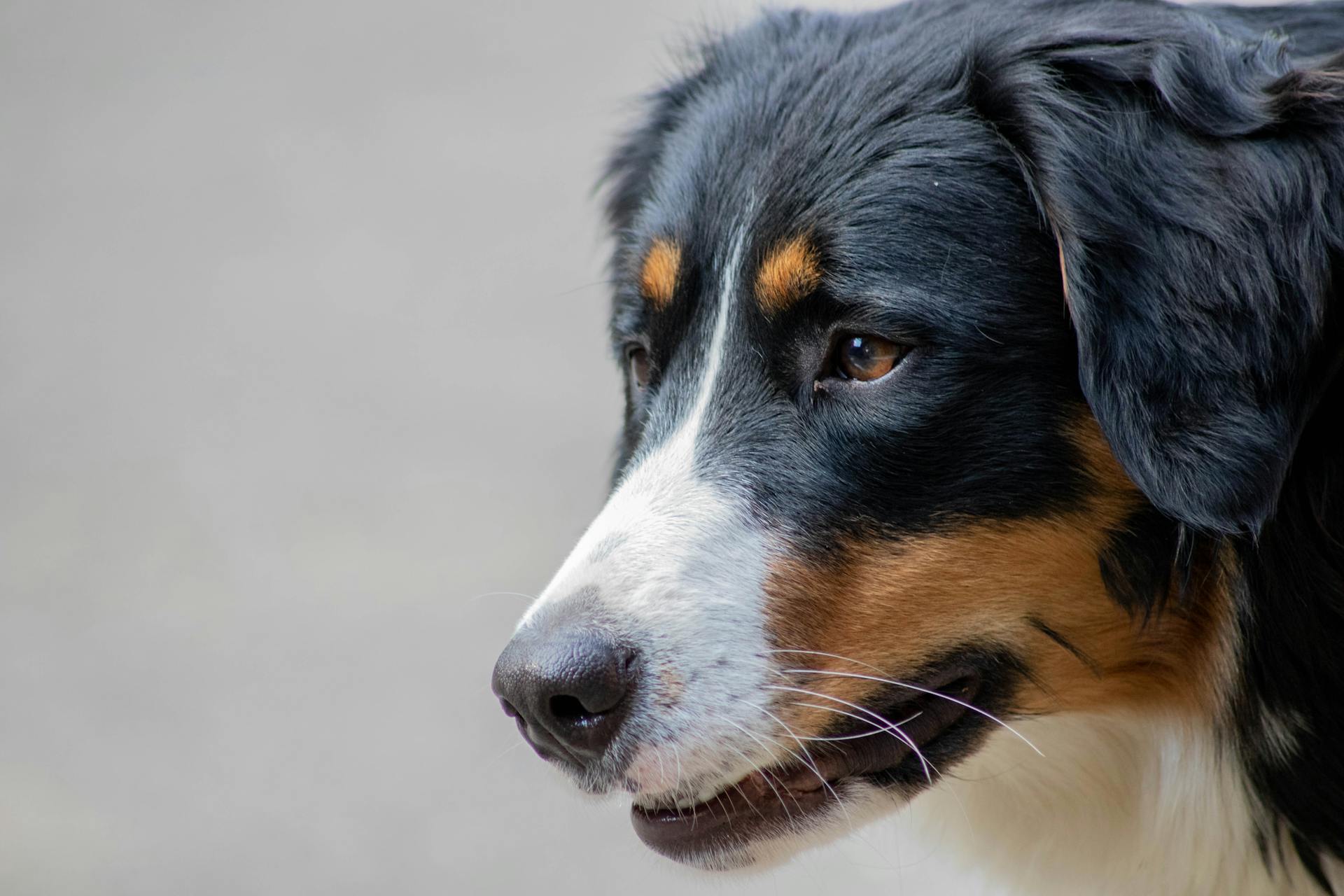 Close-Up Shot of Black and White Dog