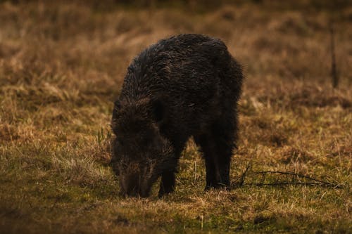 Black Wild Boar on Brown Grass Field