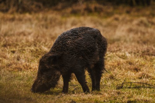 Gratis Foto stok gratis babi liar, bidang, binatang Foto Stok