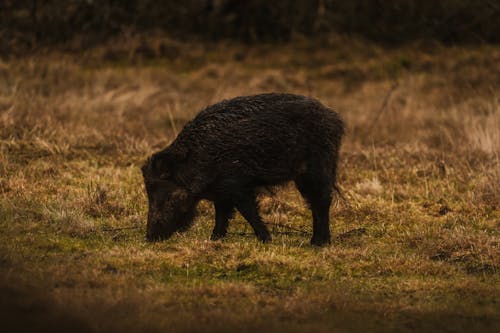 Gratis Foto stok gratis babi liar, bidang, binatang Foto Stok
