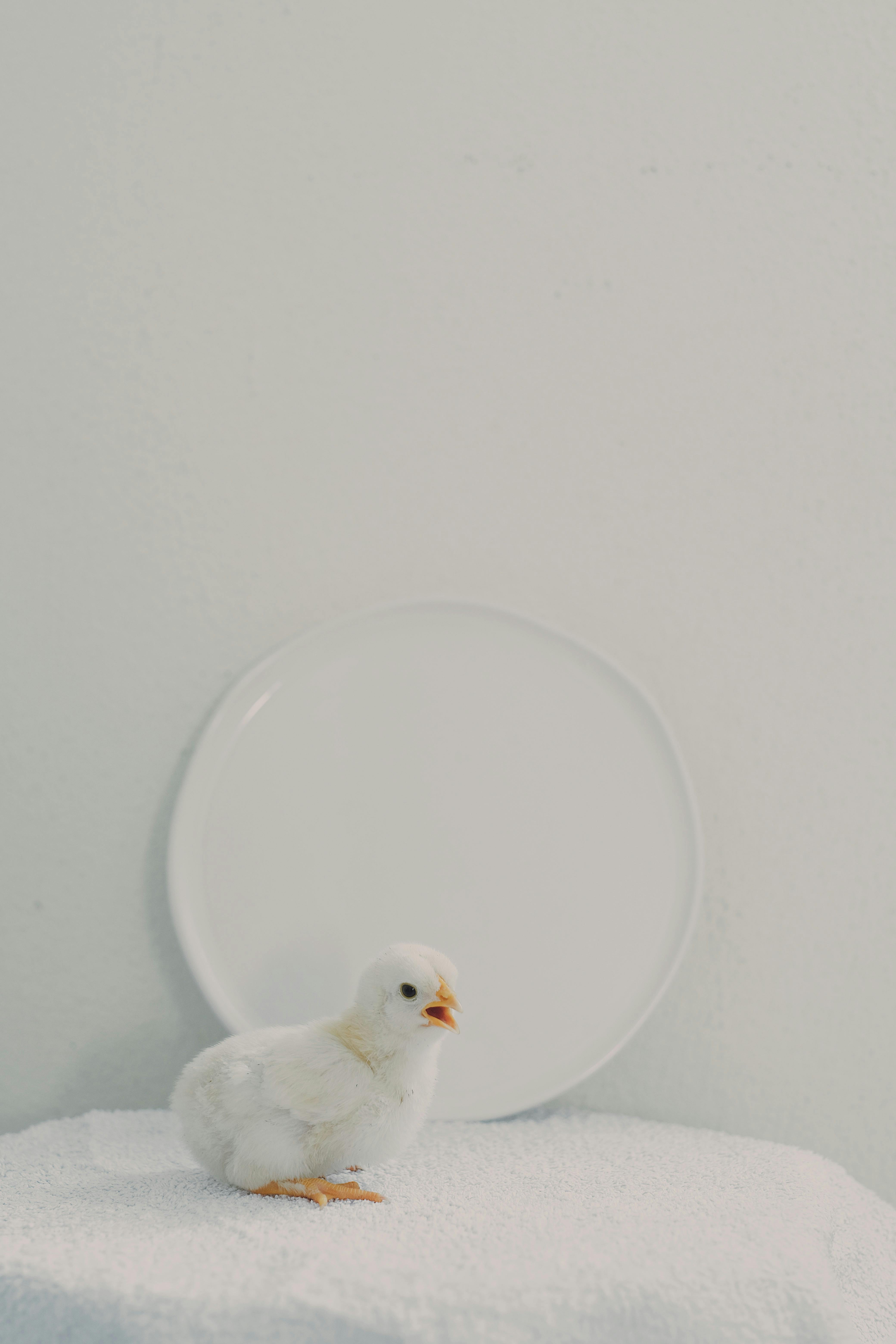 dead animal removal Eagle Rock