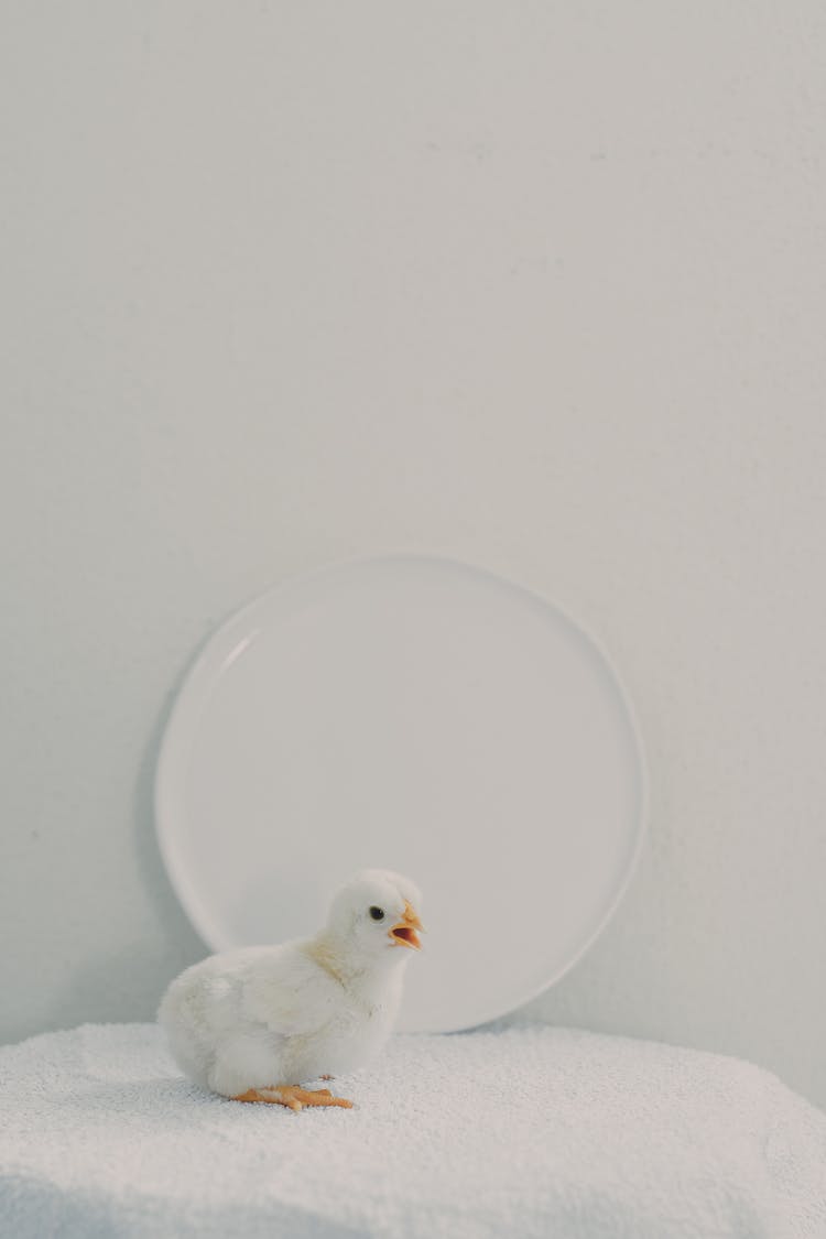 White Bird Chick On White Blanket