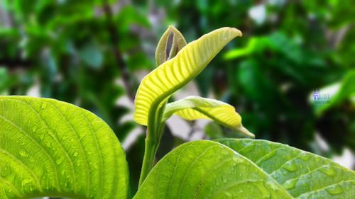 Free stock photo of beuty greenleaf, beuty leaf, green Stock Photo