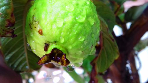Free stock photo of fruit, fruits, guava Stock Photo
