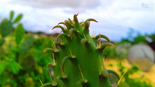 Free stock photo of green, looskey, xuudi Stock Photo