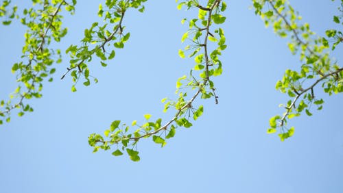 Free Green Leaves Under White Sky Stock Photo