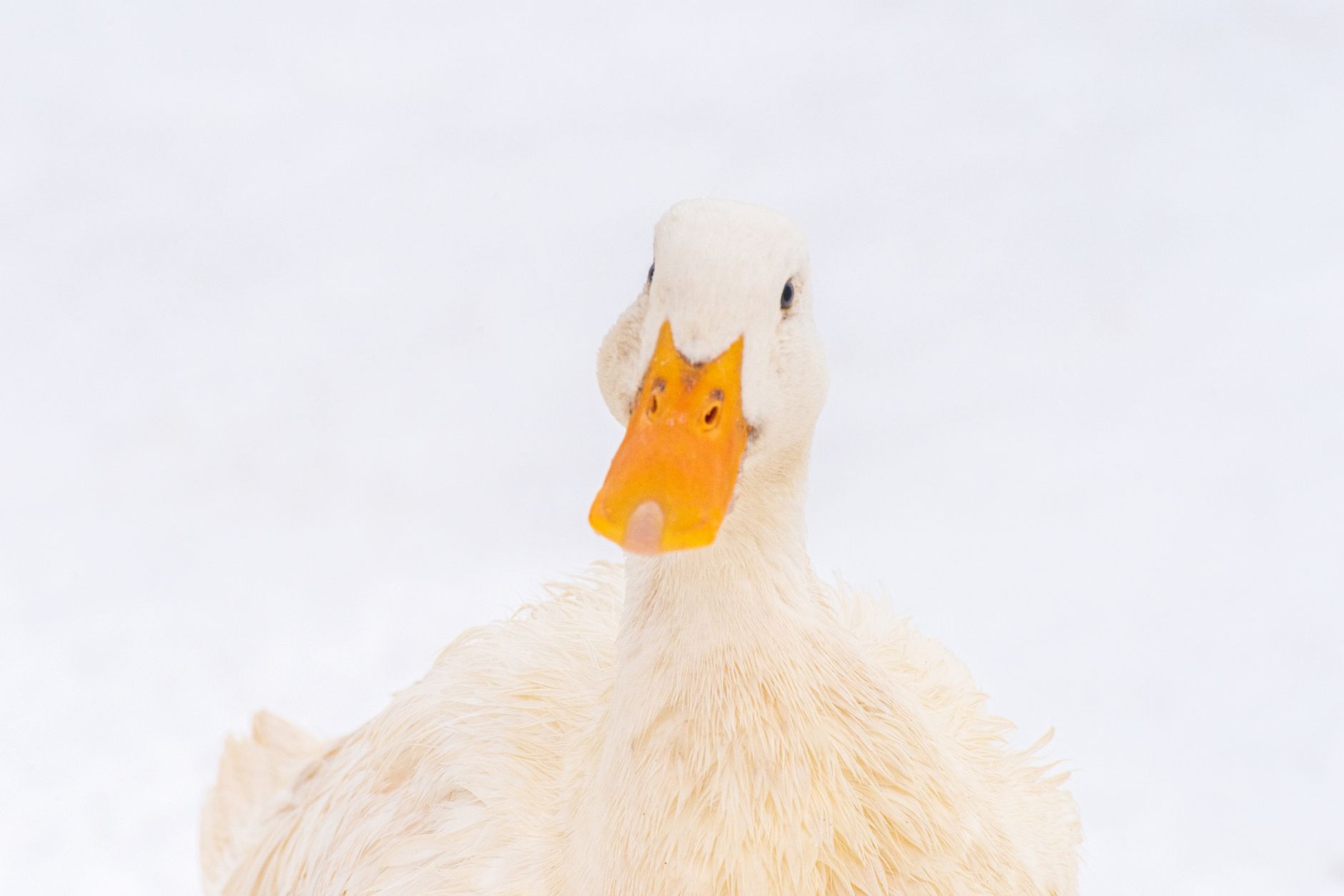 Close-up image of a duck with a white background taken in Turkey.