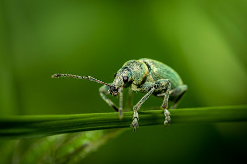 Δωρεάν στοκ φωτογραφιών με beetle, macro, phyllobius argentatus Φωτογραφία από στοκ φωτογραφιών