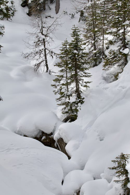 คลังภาพถ่ายฟรี ของ ดินแดนมหัศจรรย์แห่งฤดูหนาว, ธรรมชาติ, มีหิมะปกคลุม