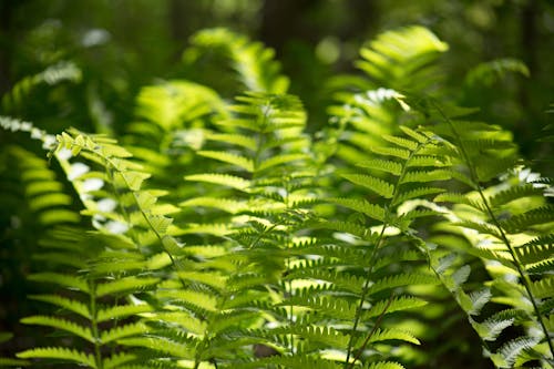 Green Leaf Plants during Daytime