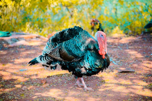 2 000 Best Turkey Photos 100 Free Download Pexels Stock Photos