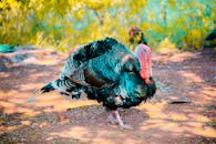 在印度维卡拉巴德，一只色彩缤纷的火鸡在户外展示着它充满活力的羽毛特写