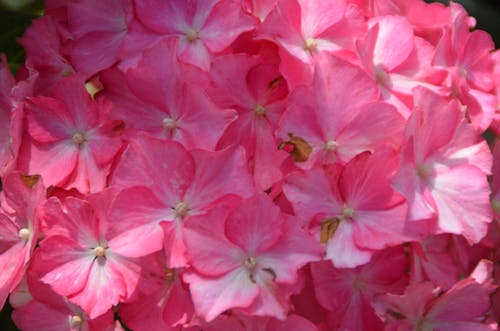 Free stock photo of flower, hydrangea, pink Stock Photo