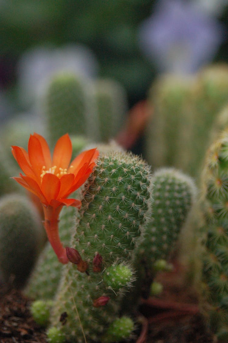 Orange Flower With Green Cactus