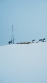 A snowy winter scene featuring a communication tower and sheep on a hill in Scotland.