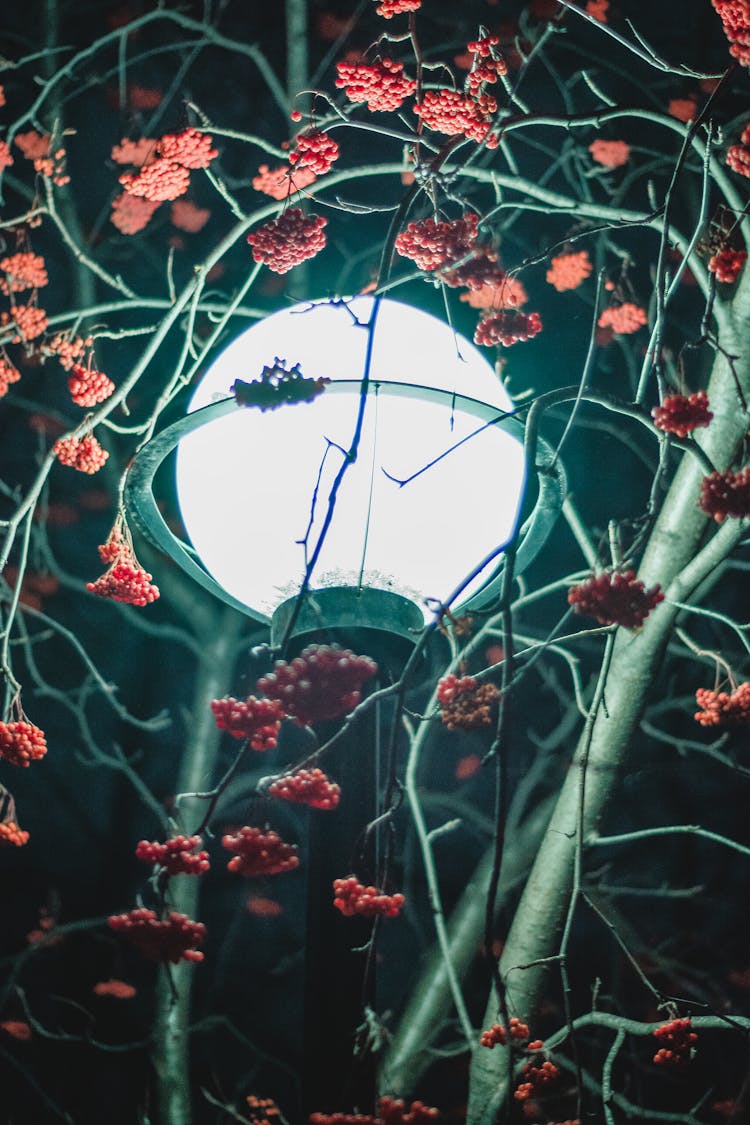 Street Lantern In Tree At Night