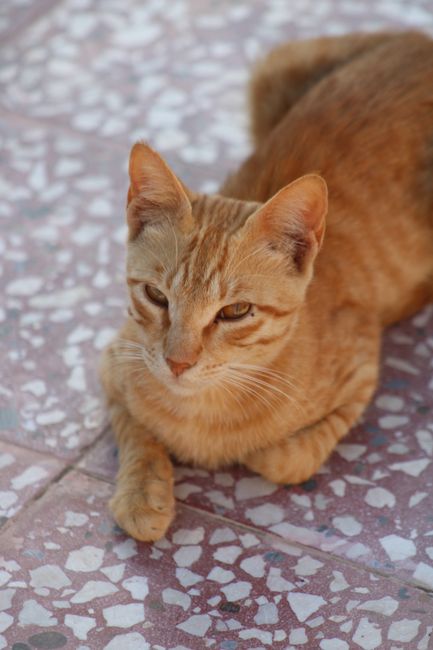 Ginger tabby cat resting on a patterned mosaic floor.