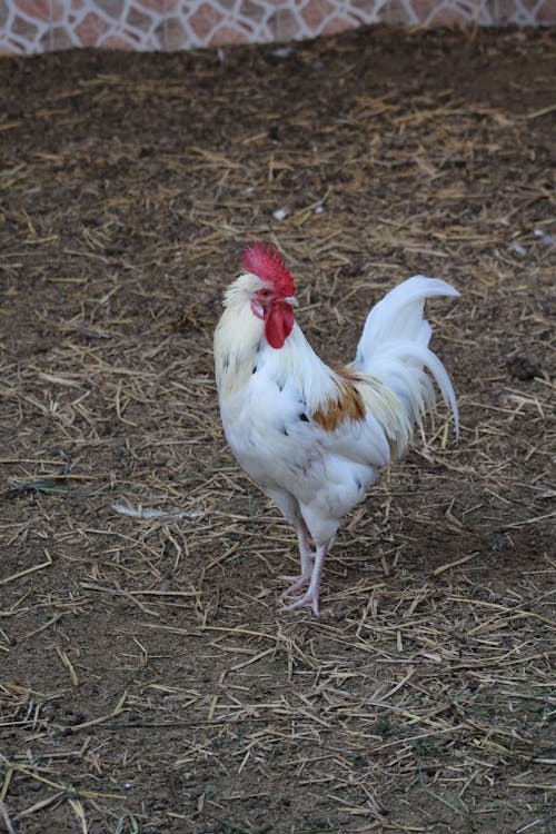 公雞, 农家庭院, 動物 的 免费素材图片