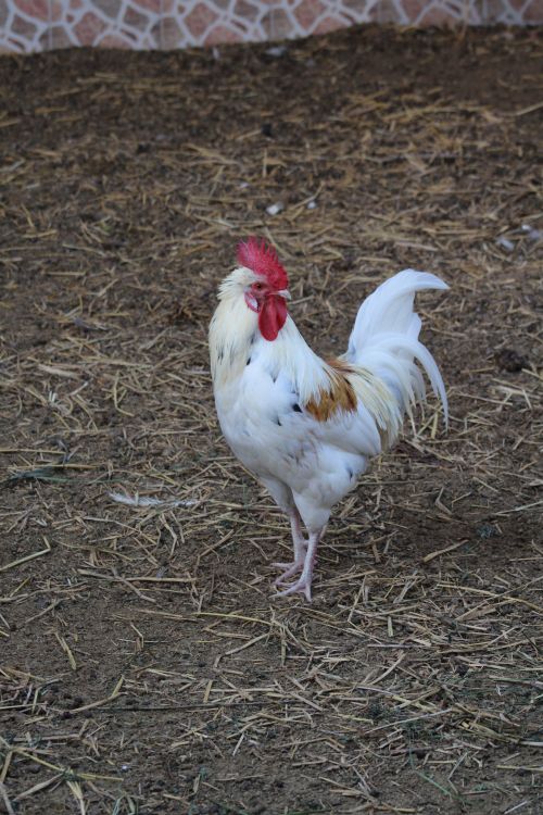 Free A majestic rooster stands on farm soil surrounded by hay, showcasing its vibrant plumage. Stock Photo
