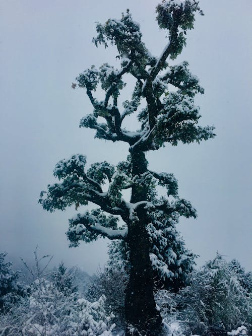 Grayscale Photo of Tree With Snow