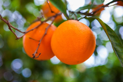 Free stock photo of orange, orange tree, oranges