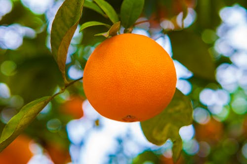 Free stock photo of fruit, fruit tree, orange