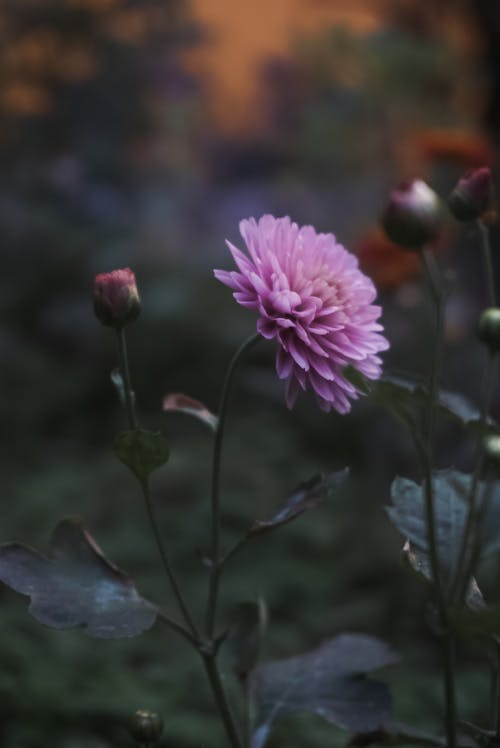 Pink Flower in Close Up