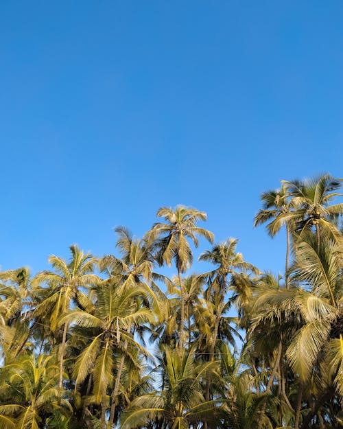 Kostenloses Stock Foto zu am strand, bäume, blauer himmel